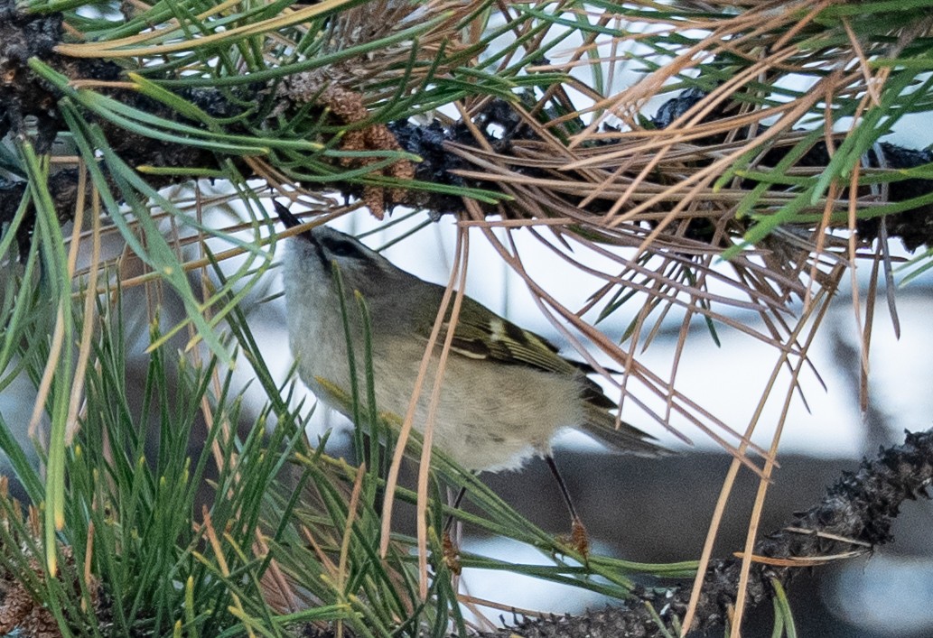 Golden-crowned Kinglet - ML643712507