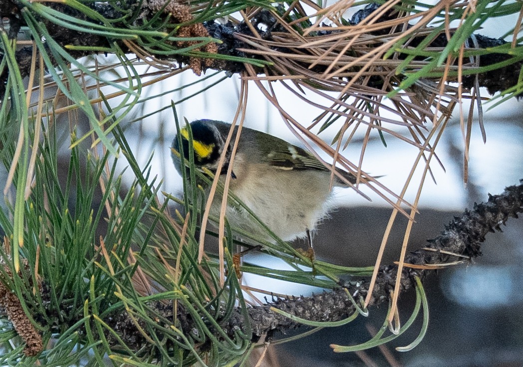Golden-crowned Kinglet - ML643712508
