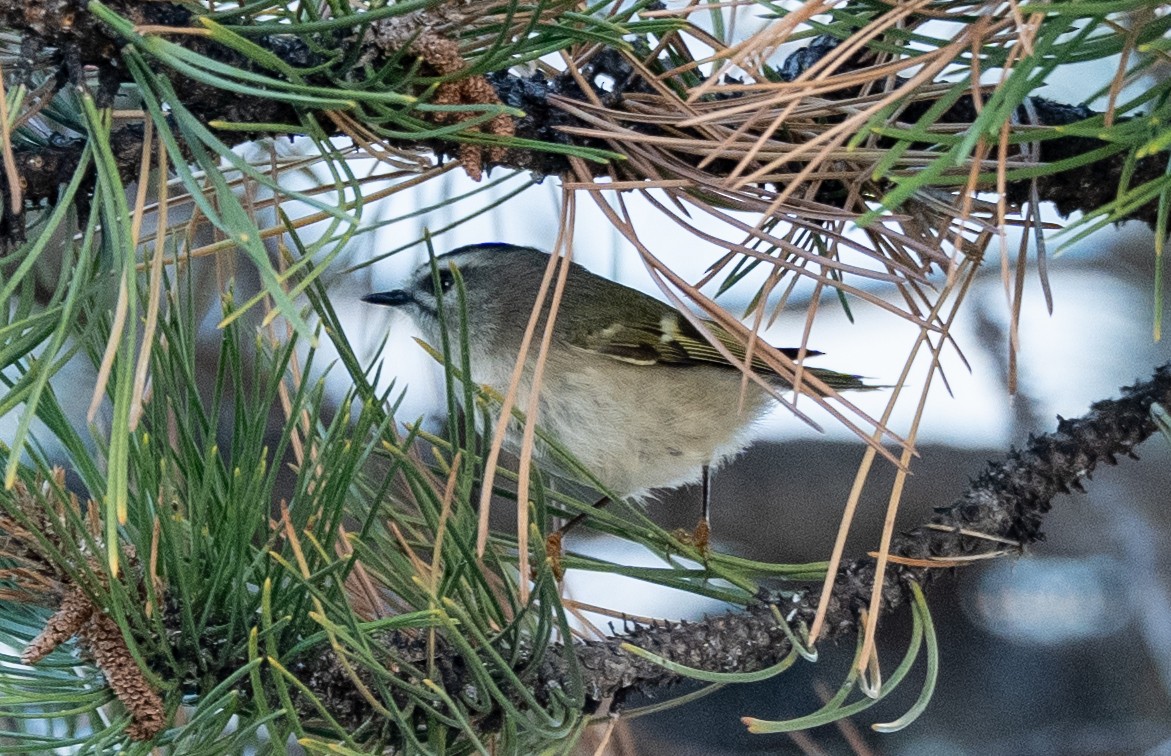 Golden-crowned Kinglet - ML643712509