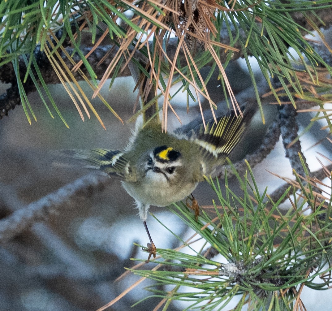 Golden-crowned Kinglet - ML643712510