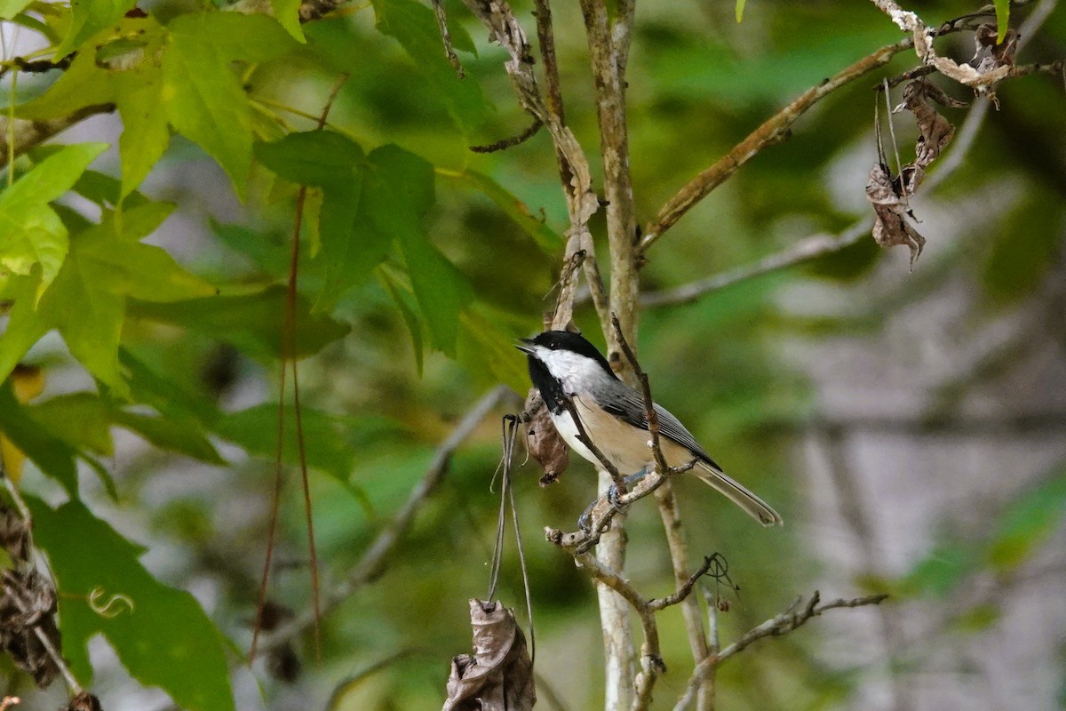 Carolina Chickadee - ML643712514