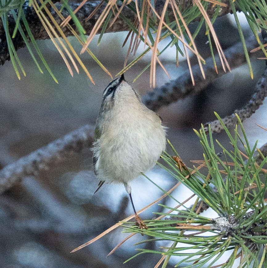 Golden-crowned Kinglet - ML643712518