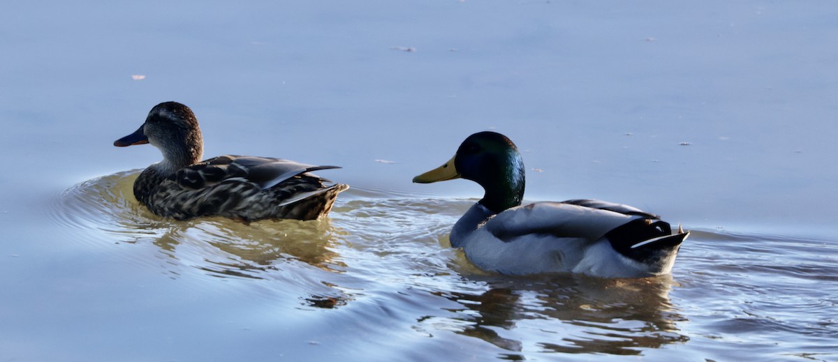 Canard colvert - ML643712523