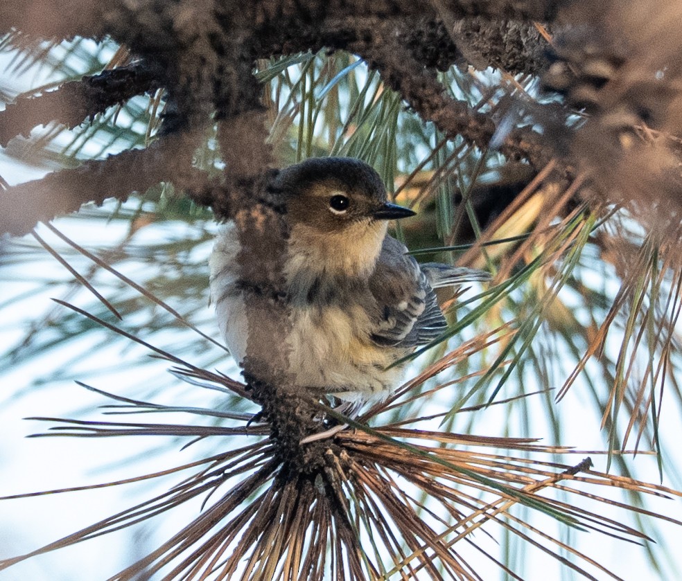 Yellow-rumped Warbler - ML643712524
