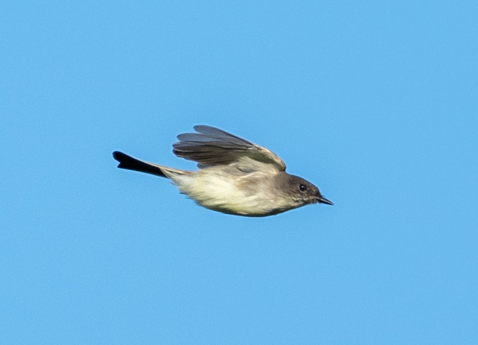 Eastern Phoebe - ML643712527