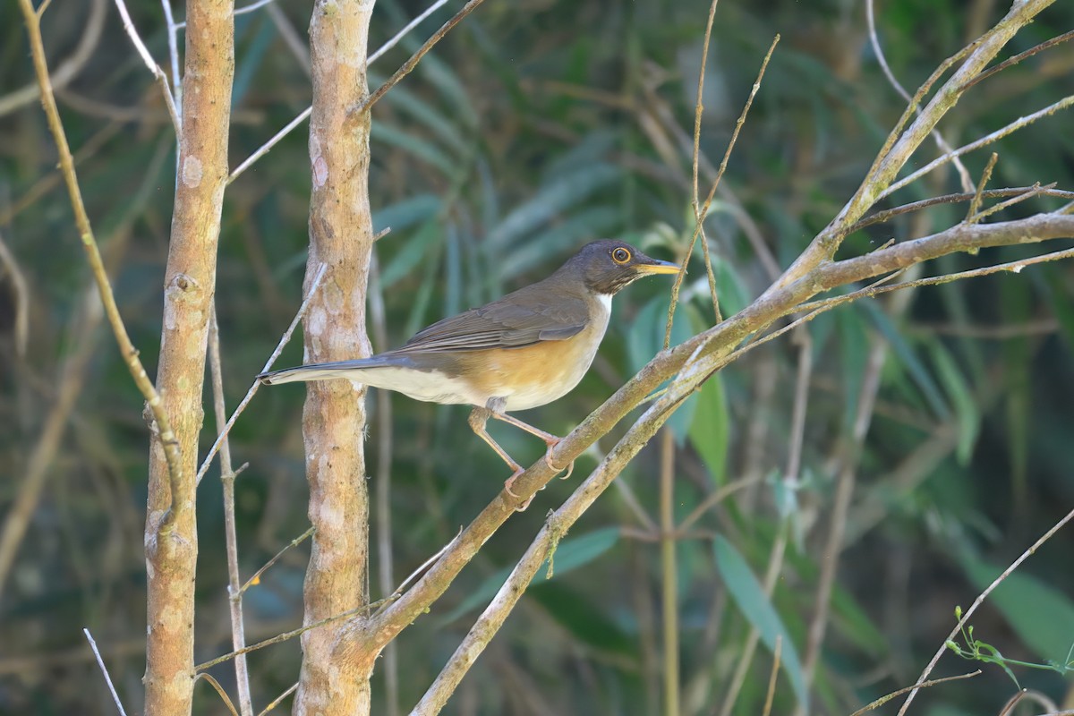 White-necked Thrush - ML643712528