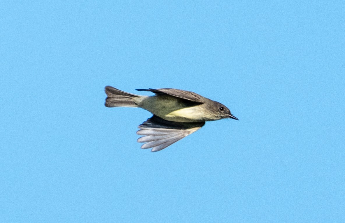 Eastern Phoebe - ML643712534