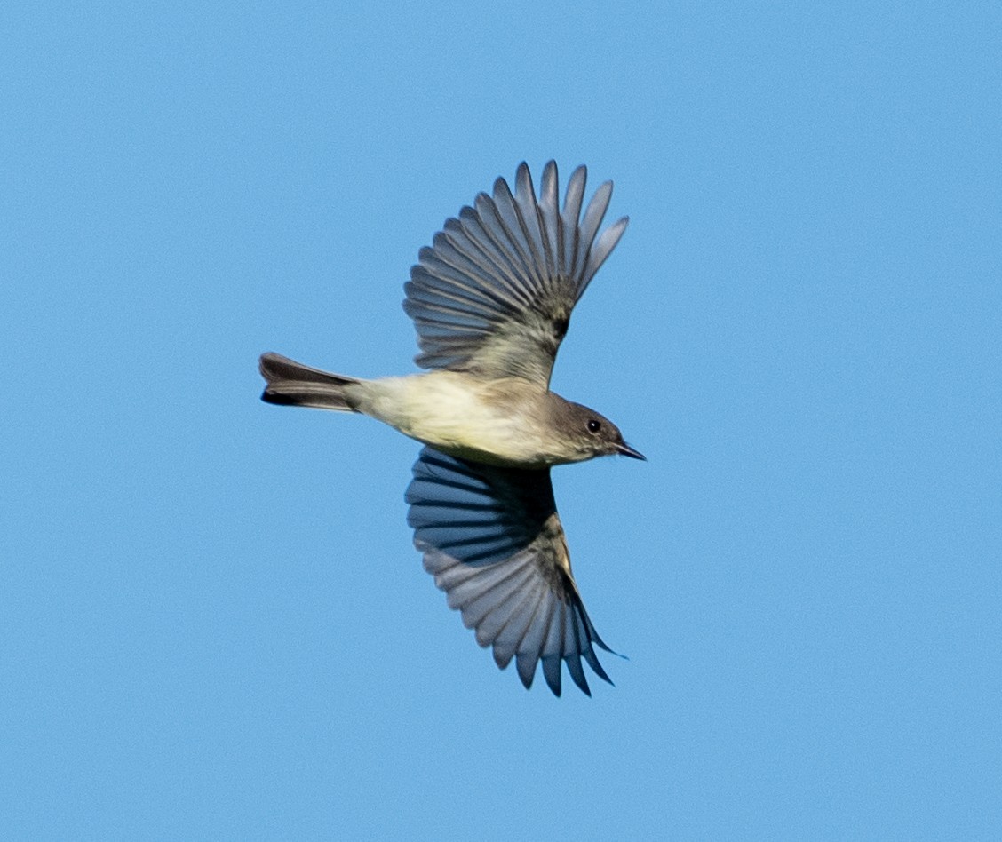 Eastern Phoebe - ML643712535