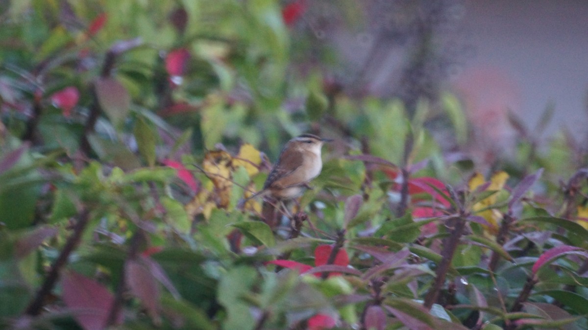 Marsh Wren - ML643712550