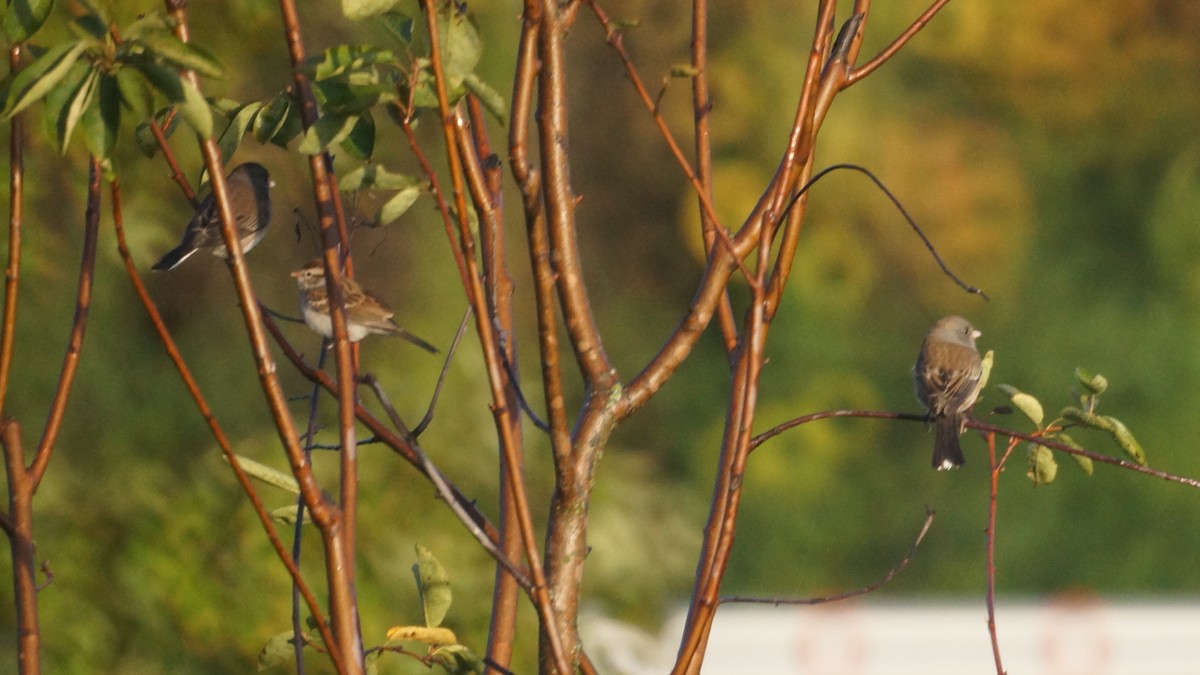 Chipping Sparrow - ML643712576