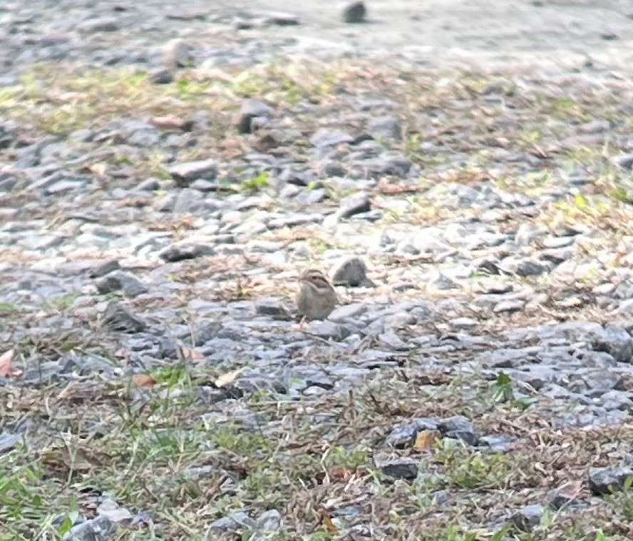 Clay-colored Sparrow - ML643712577