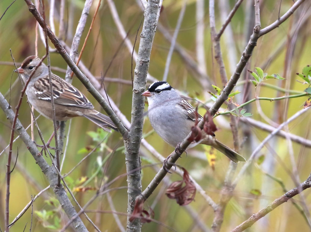 White-crowned Sparrow - ML643712582