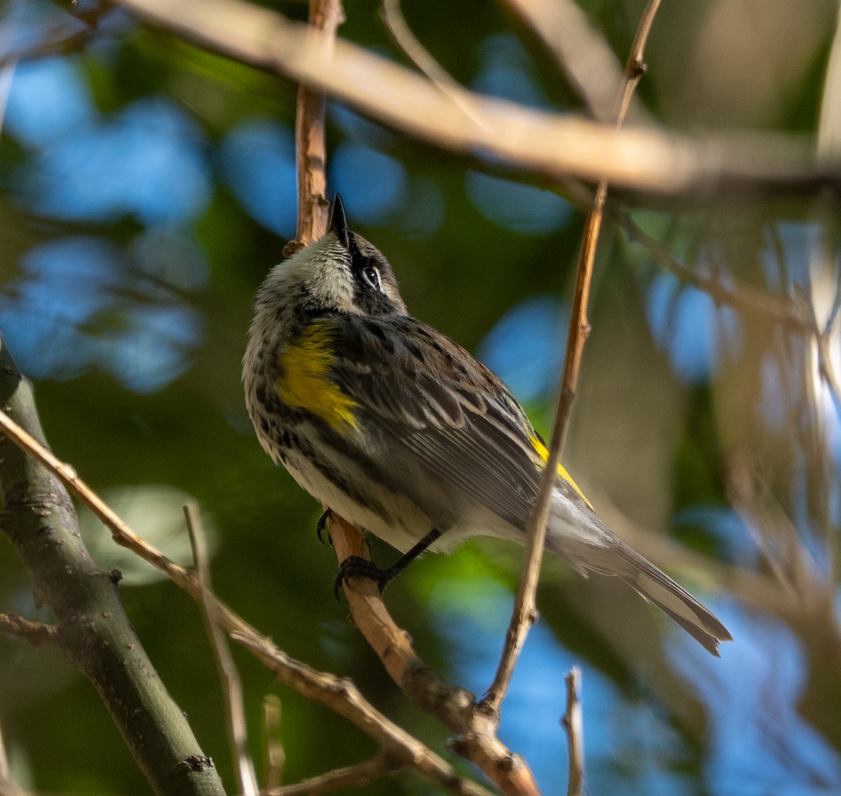 Yellow-rumped Warbler - ML643712583