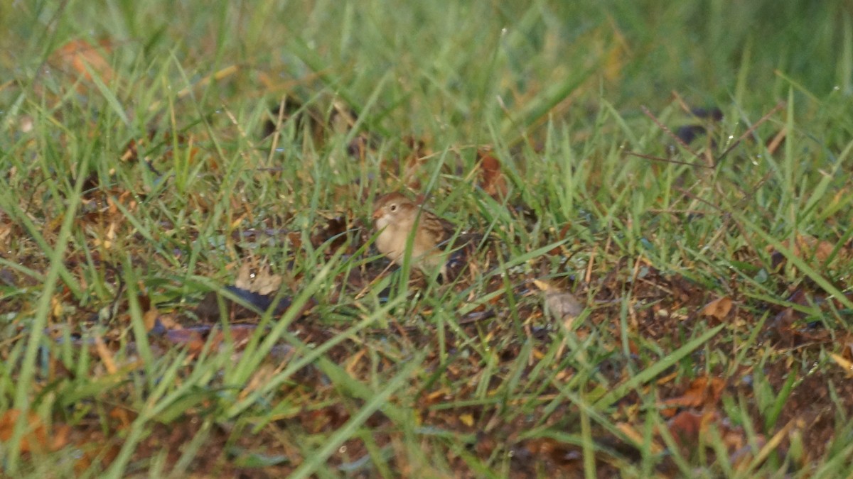 Field Sparrow - ML643712584