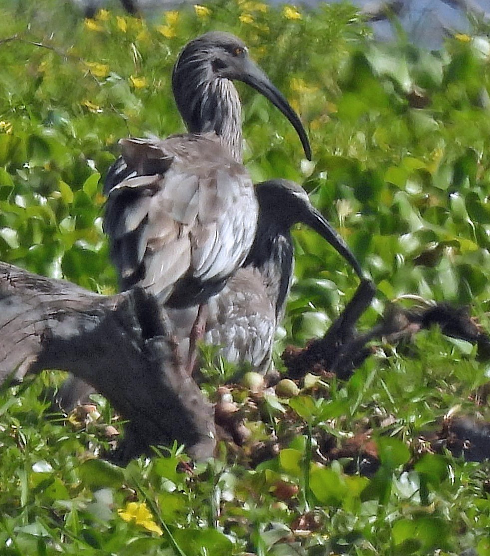 gråibis - ML643712585