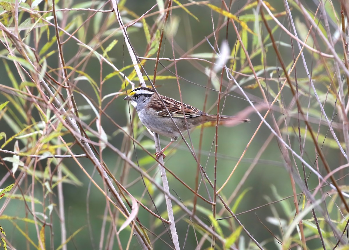 White-throated Sparrow - ML643712592