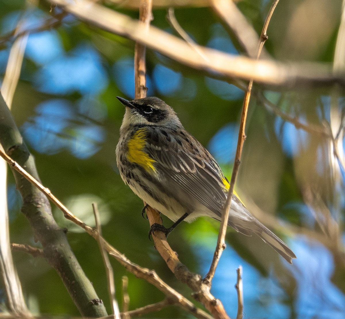 Yellow-rumped Warbler - ML643712593