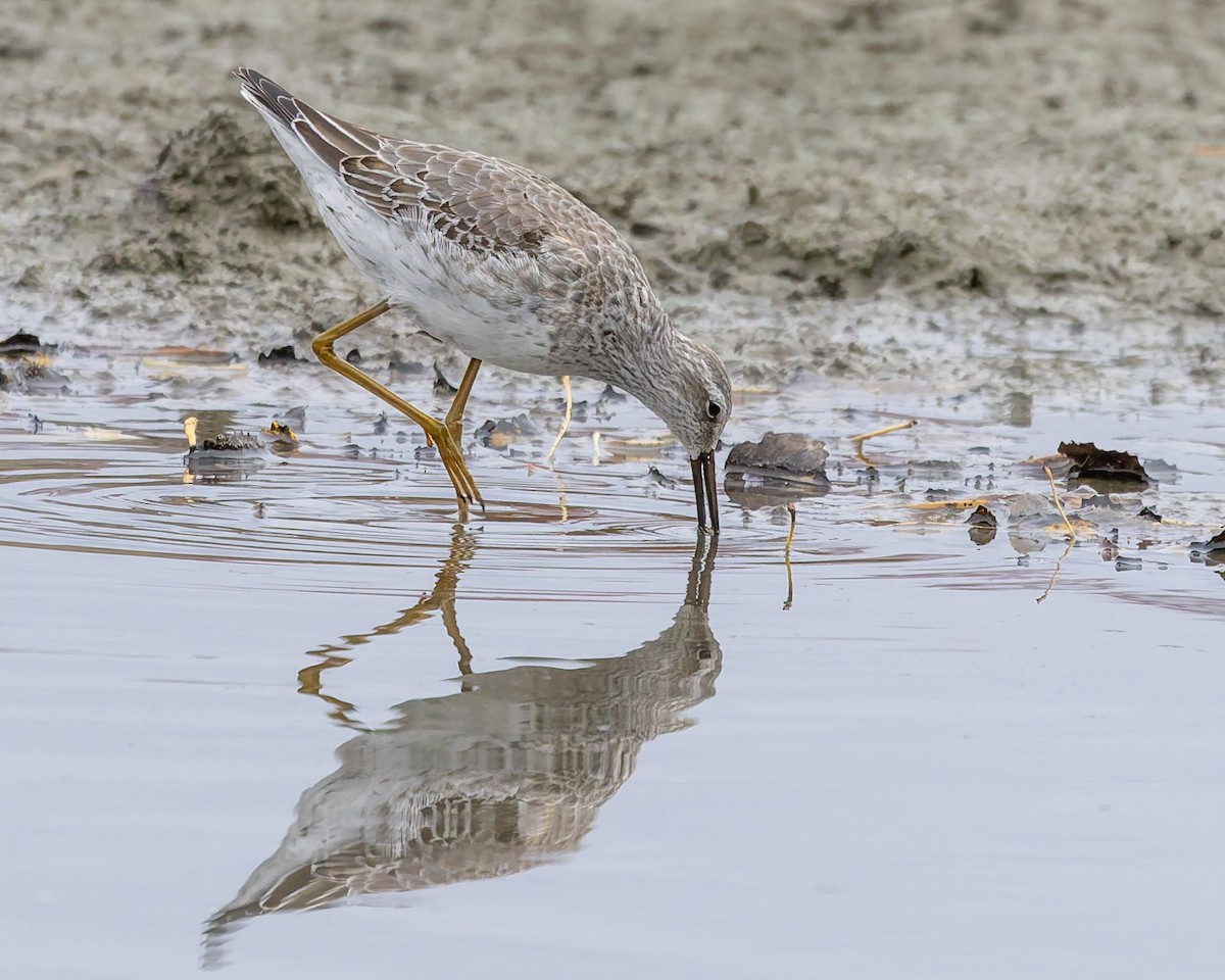 高蹺濱鷸 - ML643712595