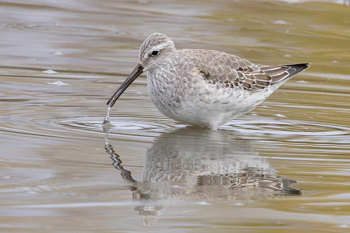 高蹺濱鷸 - ML643712596