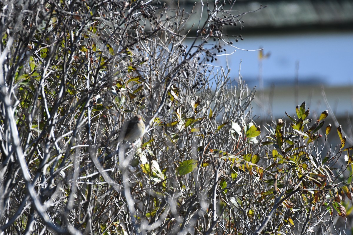 Dickcissel - ML643712601