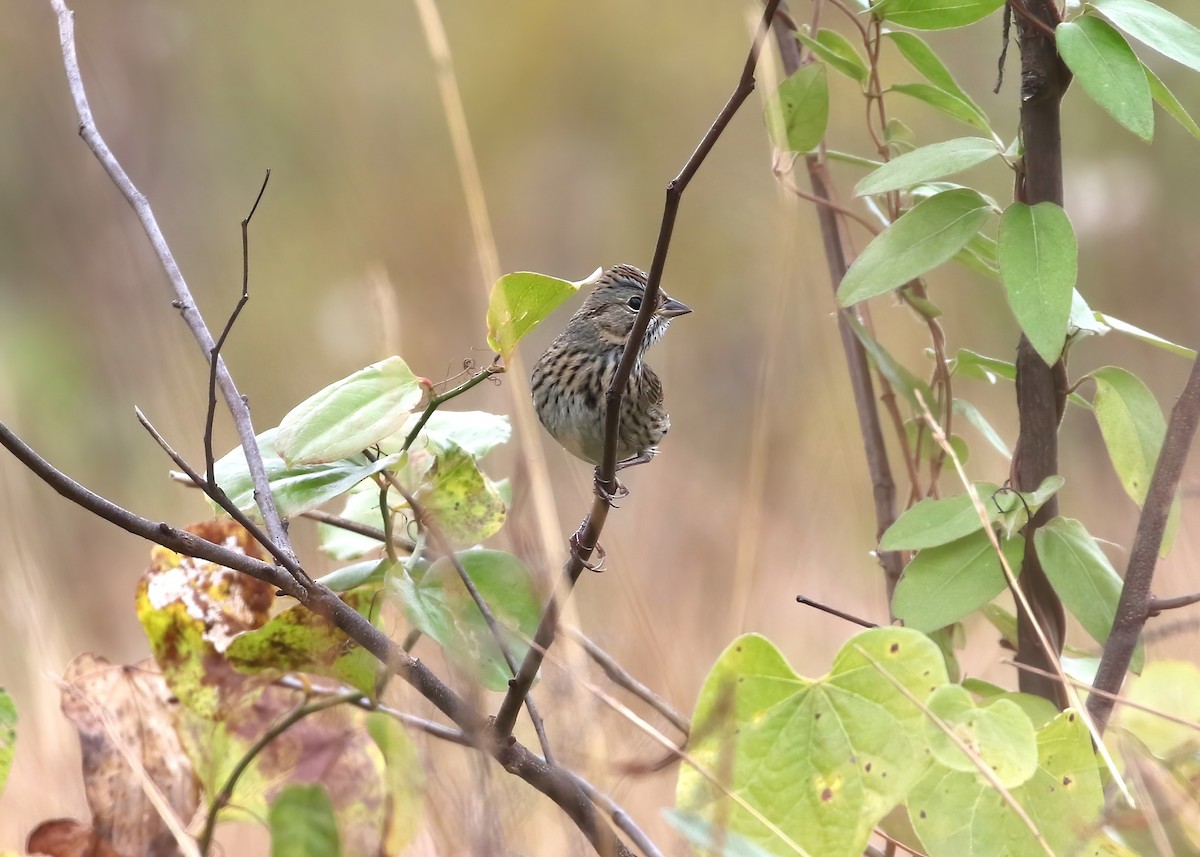 Lincoln's Sparrow - ML643712603