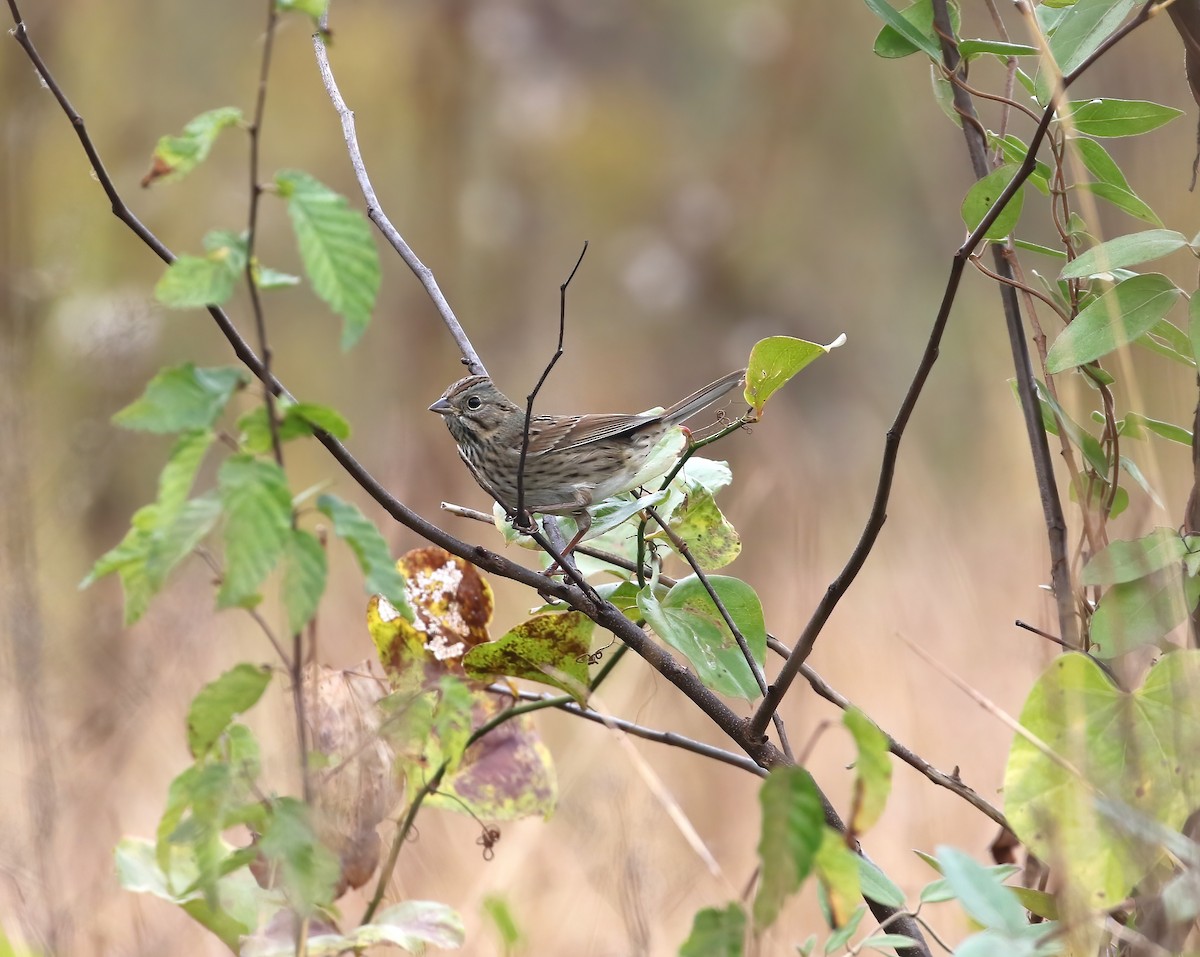 Lincoln's Sparrow - ML643712604