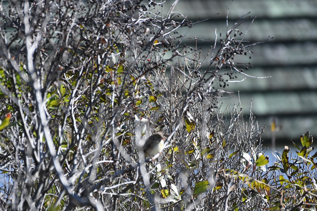 Dickcissel - ML643712608