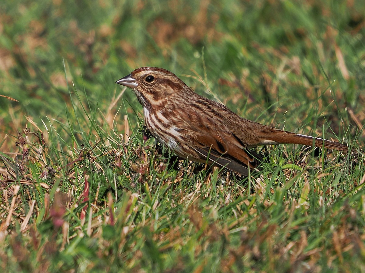 Singammer - ML643712618