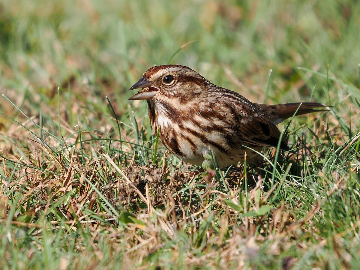 Singammer - ML643712619