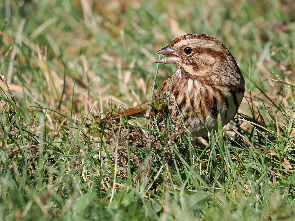 Singammer - ML643712620