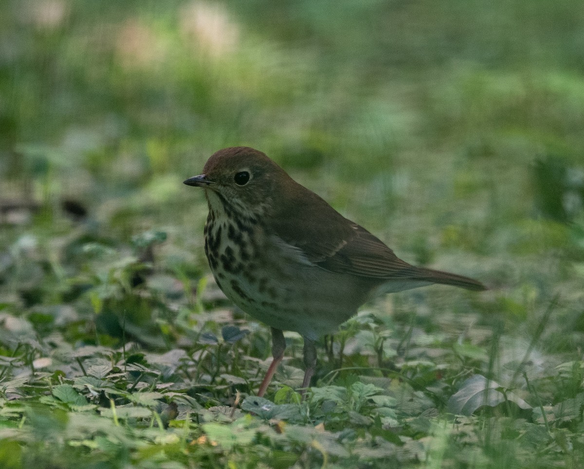 Hermit Thrush - ML643712621