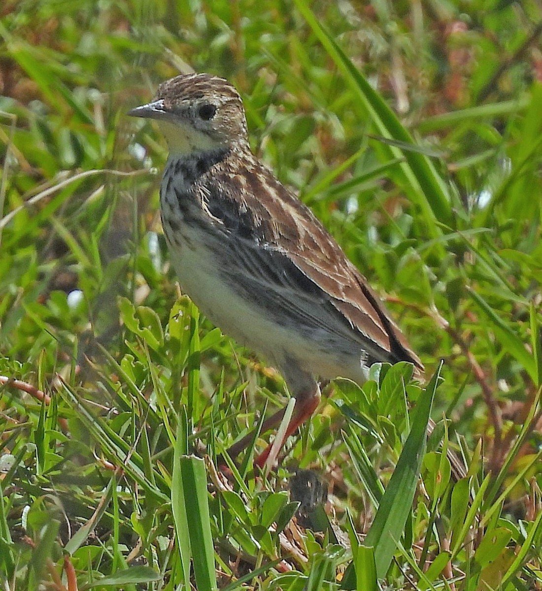 gresspiplerke - ML643712630