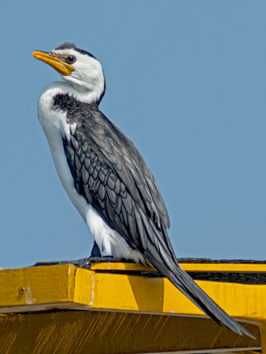 Little Pied Cormorant - ML643712633