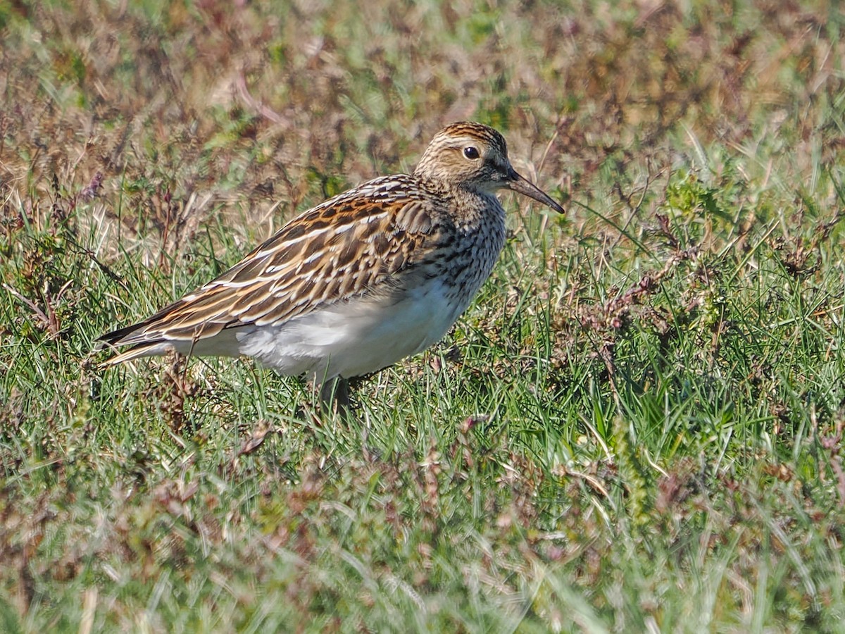 Graubrust-Strandläufer - ML643712637