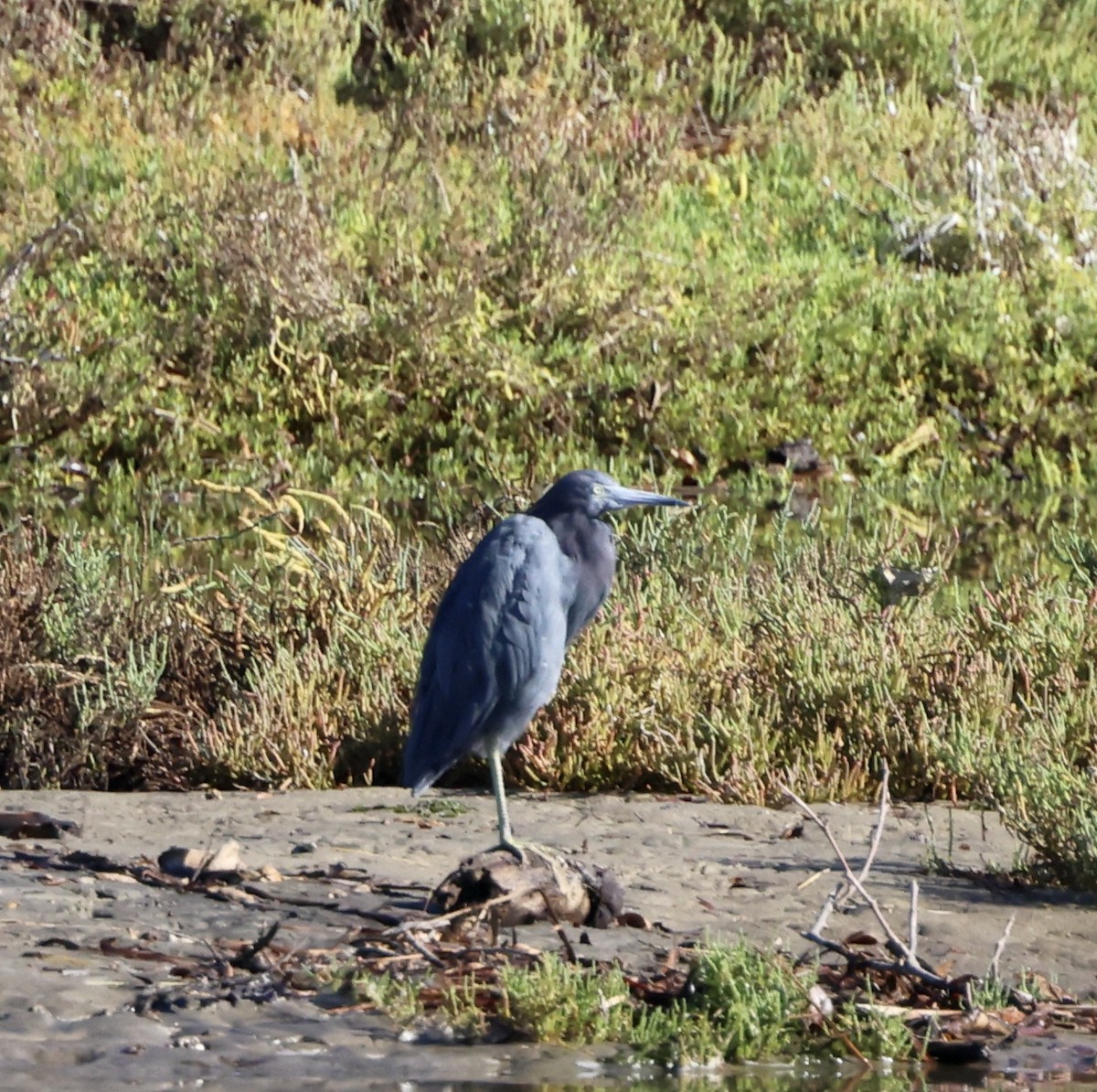Little Blue Heron - ML643712642
