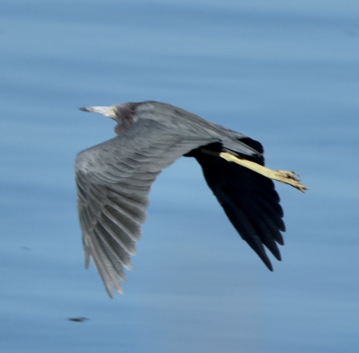 Little Blue Heron - ML643712644