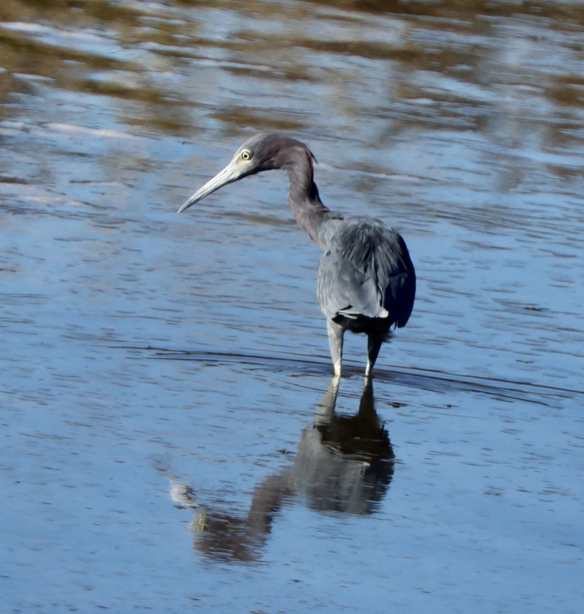 Little Blue Heron - ML643712645