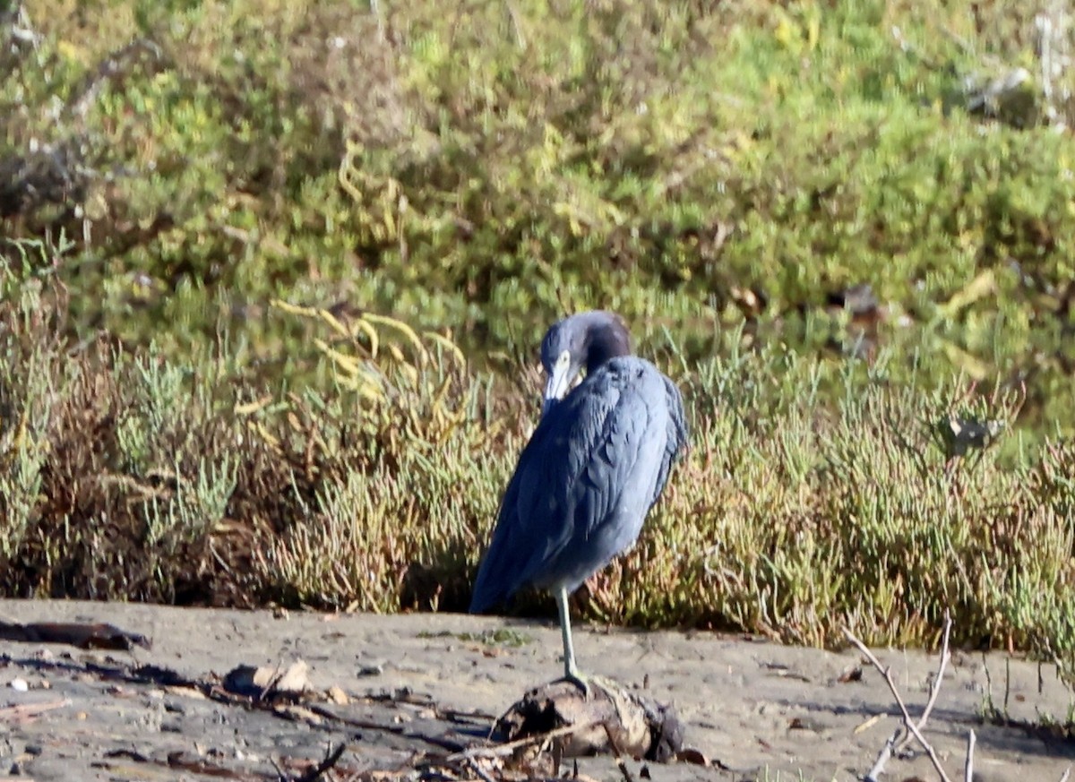 Little Blue Heron - ML643712646