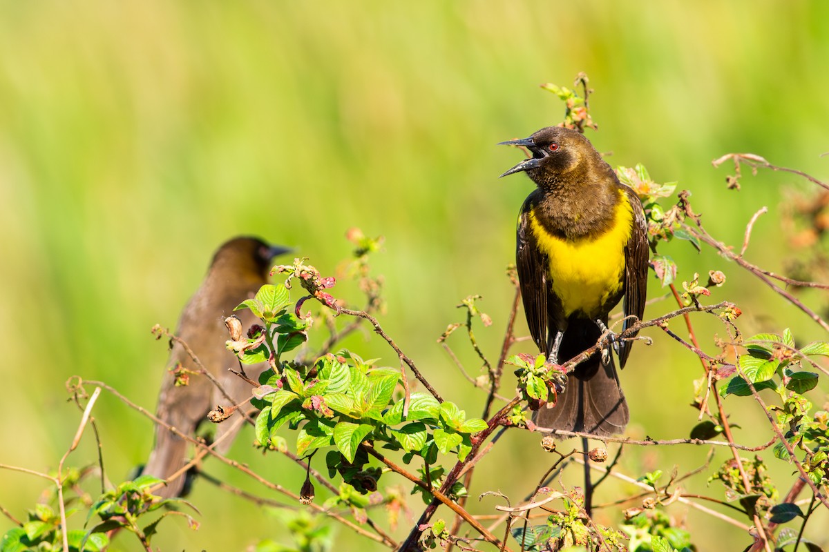 Brown-and-yellow Marshbird - ML643712657