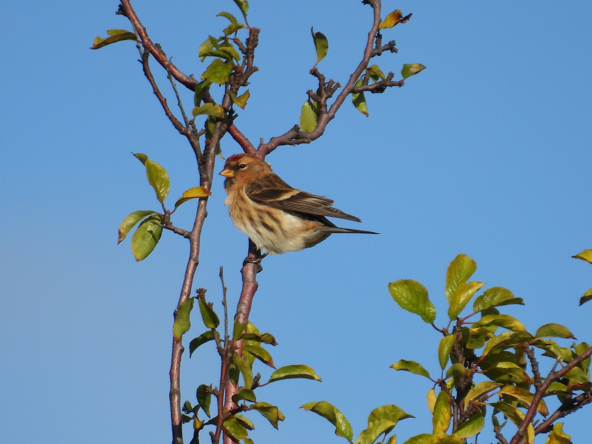 Redpoll (Lesser) - ML643712683