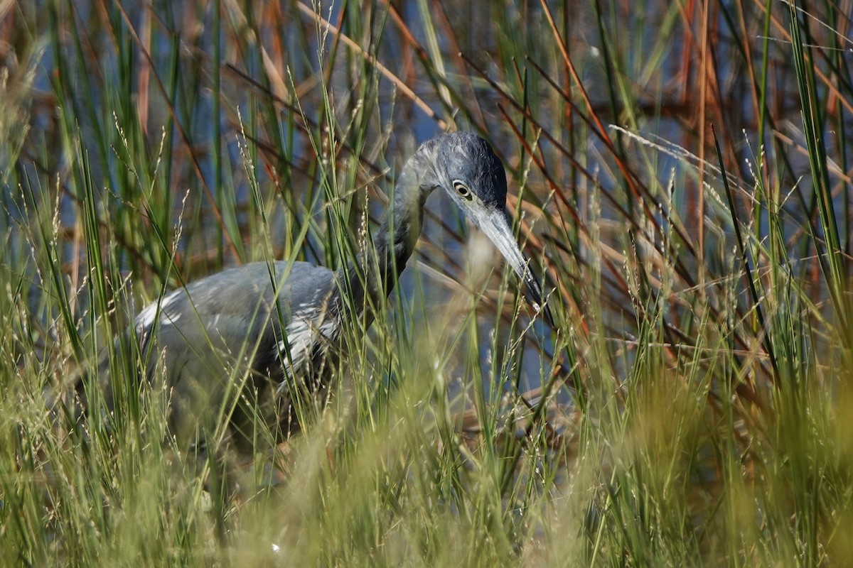 Little Blue Heron - ML643712688
