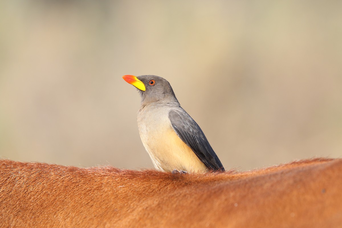 Yellow-billed Oxpecker - ML643712738