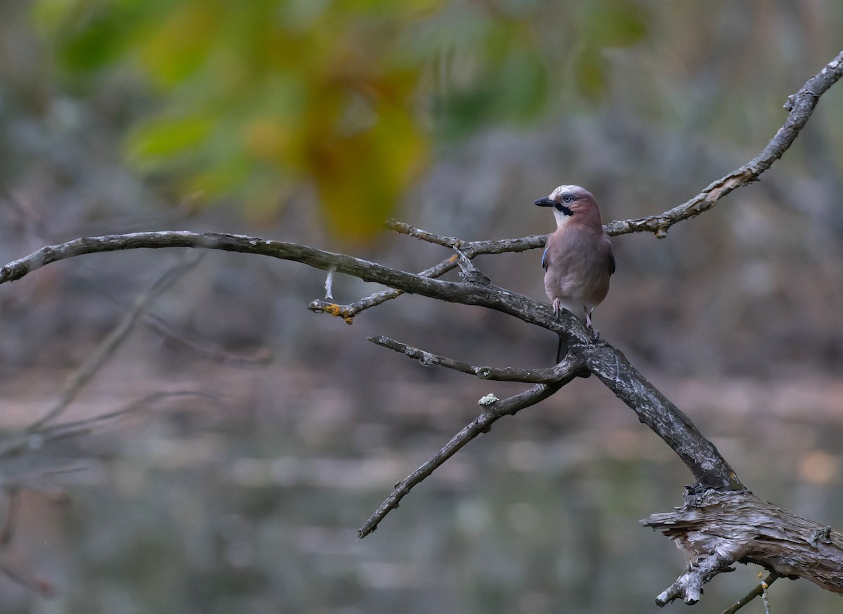 Eurasian Jay - ML643712744