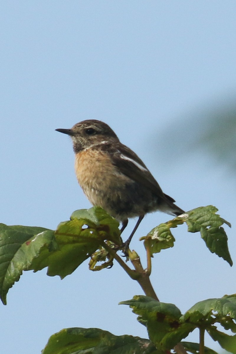 European Stonechat - ML643712747