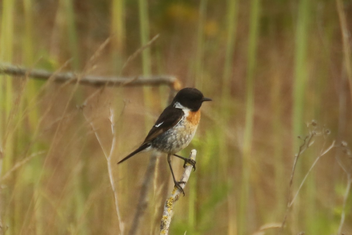 European Stonechat - ML643712751