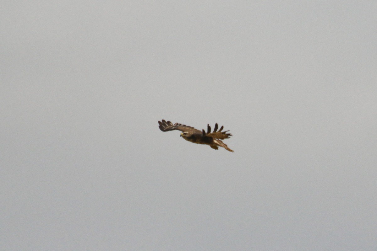 Common Buzzard - ML643712763