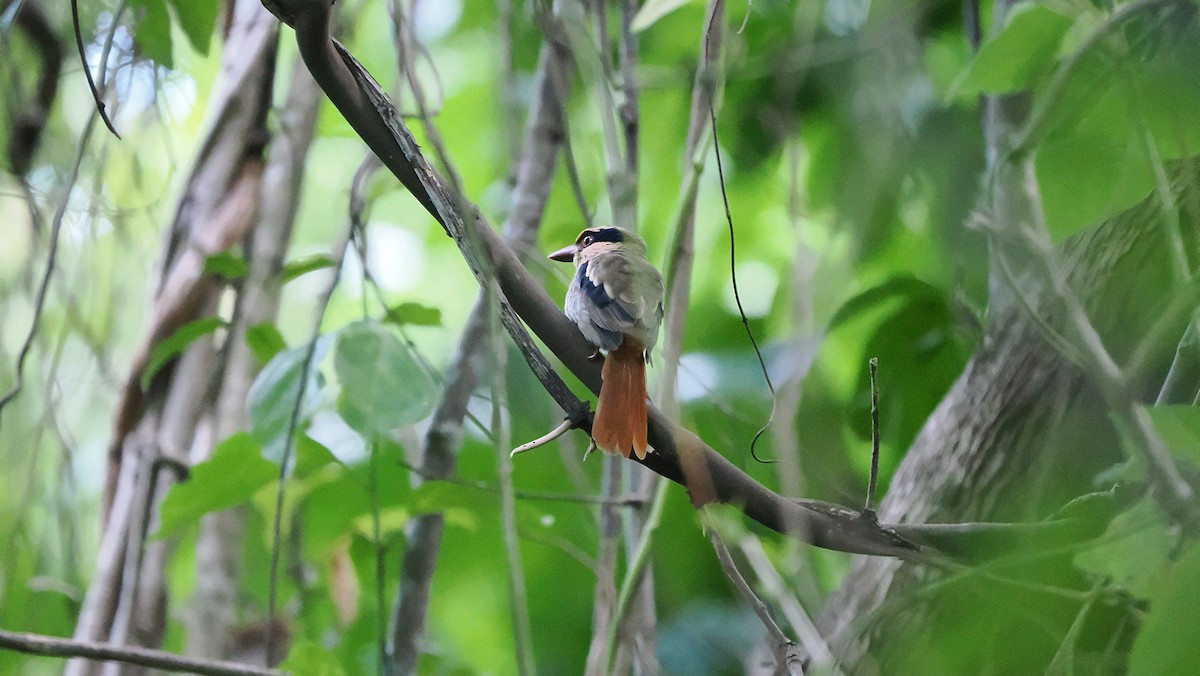 Sulawesi Lilac Kingfisher - ML643712766