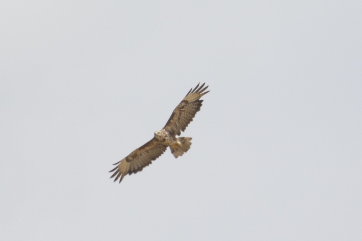 Common Buzzard - ML643712767