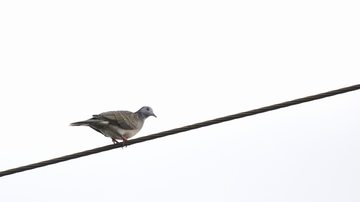 Bar-shouldered Dove - ML643712768