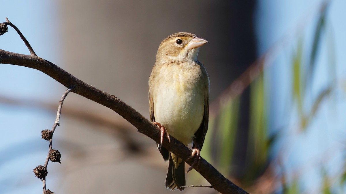 papežík americký - ML643712773